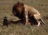 African lion (Panthera leo)  mating pair