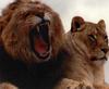 African lion (Panthera leo)  sweet pair