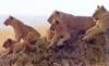 African lion (Panthera leo)  pack