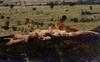 African lion (Panthera leo)  sleeping pack