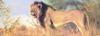 African lion (Panthera leo)  male
