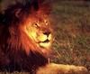 African lion (Panthera leo)  male