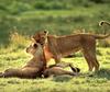 African lion (Panthera leo)  juveniles