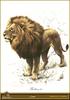 [Animal Art] African lion (Panthera leo)  male by Carl Brenders