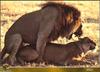 African lion (Panthera leo)  mating pair