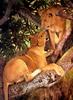 African lion (Panthera leo)  juveniles on tree