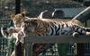 African lion (Panthera leo)  and tiger