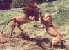 African lion (Panthera leo)  fighting pair