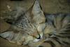 Sand Cat (Felis margarita)  sleeping face