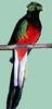 Resplendent Quetzal (Pharomachrus mocinno)