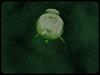 Underwater Microorganism - Dinoflagellate