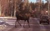 European Moose (Alces alces)