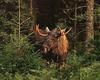 European Moose (Alces alces)