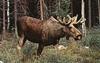 European Moose (Alces alces)