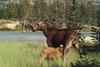 European Moose (Alces alces)  mother and calf