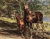 European Moose (Alces alces)  mother and calf