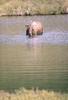 Moose (Alces alces)  in water