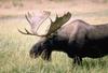 Moose (Alces alces)  bull