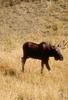 Moose (Alces alces)  pacing