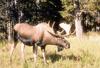 Moose (Alces alces)  bull