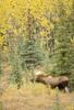 Moose (Alces alces)  bull