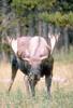 Moose (Alces alces)  bull