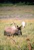 Moose (Alces alces)  bull