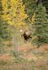 Moose (Alces alces)  bull