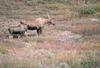 Moose (Alces alces)  mother and juvenile