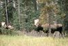 Moose (Alces alces)  bulls grazing