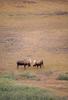 Moose (Alces alces)  bulls confronting