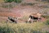 Moose (Alces alces)  mother and juvenile