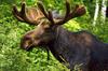 Moose (Alces alces)  bull