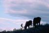 Moose (Alces alces)  bulls on hill