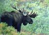 Moose (Alces alces)  bull - Alaska