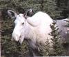 Moose (Alces alces)  - White moose (albino)