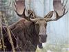 [Animal Art] Moose (Alces alces)  bull by Robert Bateman