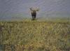 American Moose (Alces alces)  - Canadian Arctic