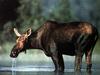 Moose (Alces alces)  female