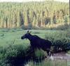 Moose (Alces alces)