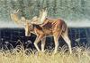 [Animal Art] Moose (Alces alces)