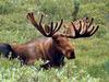 European Moose (Alces alces)  bull