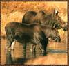 Moose (Alces alces)  mother and juvenile