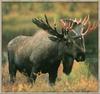 Moose (Alces alces)  shedding bull