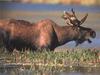 Moose (Alces alces)  bull in swamp