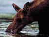 Moose (Alces alces)