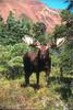 Moose (Alces alces)  bull