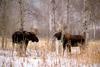 Moose (Alces alces)  bulls confronting