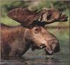 Moose (Alces alces)  face