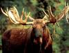 European Moose (Alces alces)  face